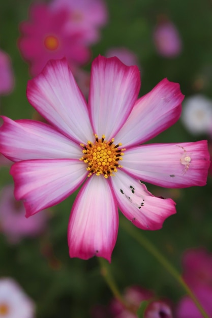 Foto primer plano de la flor rosada del cosmos