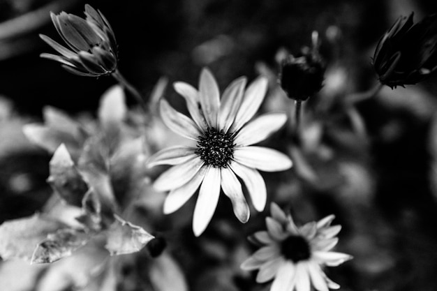 Foto primer plano de una flor rosada floreciendo al aire libre