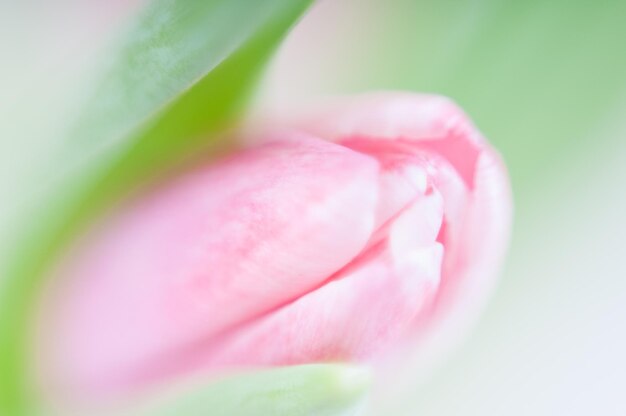 Primer plano de una flor rosada floreciendo al aire libre