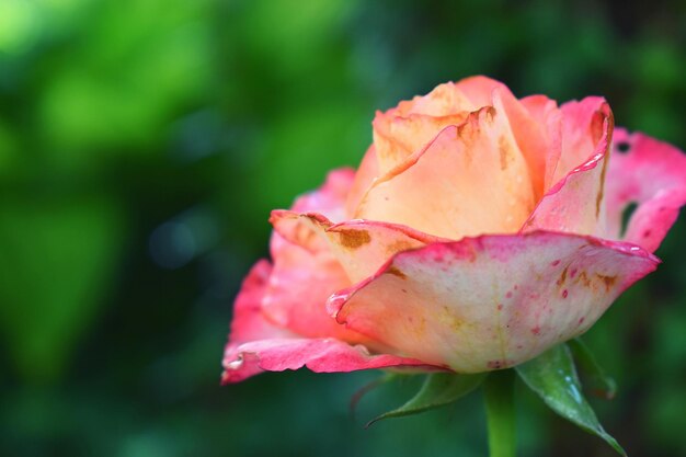 Primer plano de una flor rosada floreciendo al aire libre