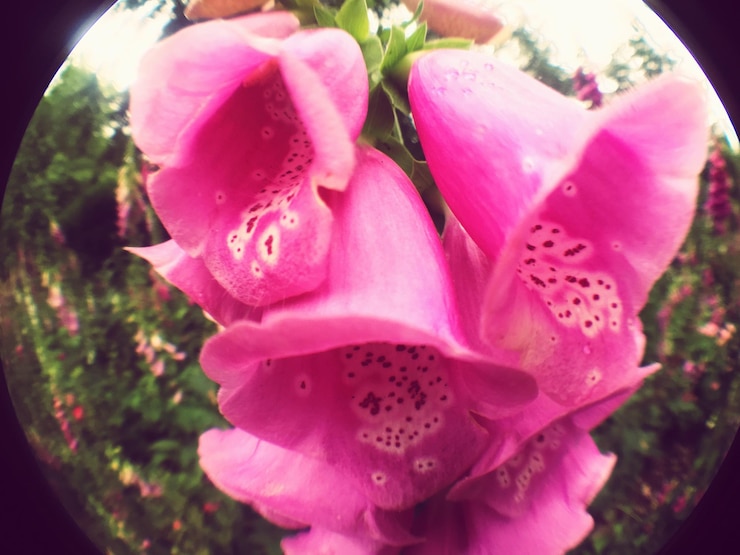 Foto primer plano de una flor rosada floreciendo al aire libre