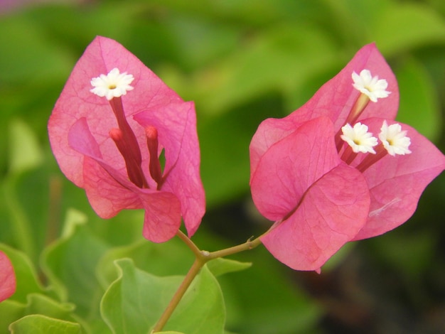 Primer plano de una flor rosada floreciendo al aire libre