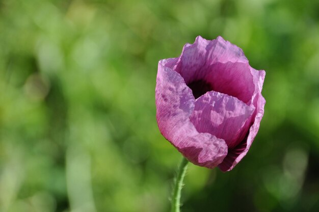 Foto primer plano de una flor rosada floreciendo al aire libre