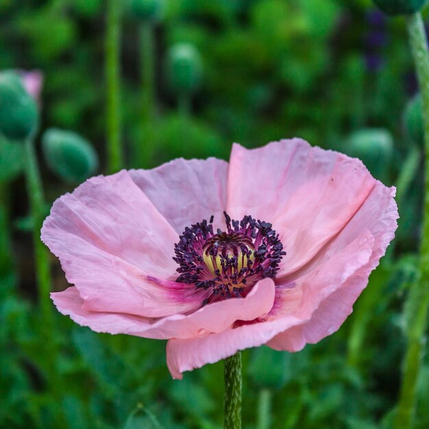 Foto primer plano de una flor rosada floreciendo al aire libre