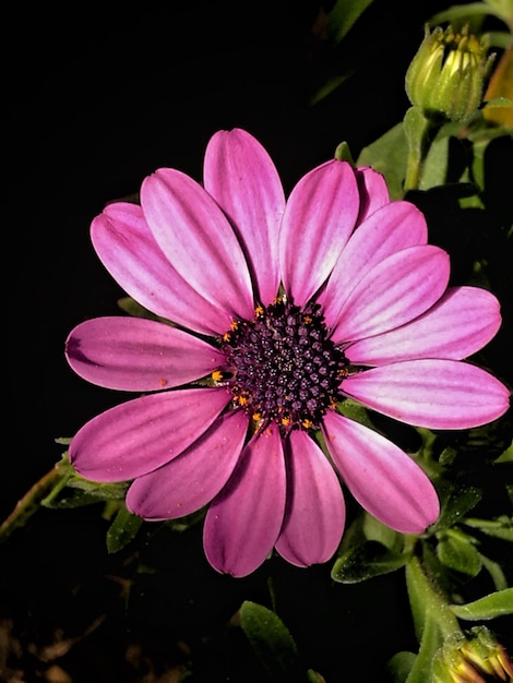 Primer plano de una flor rosada floreciendo contra un fondo negro