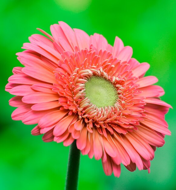 Foto primer plano de una flor rosada floreciendo contra un fondo verde