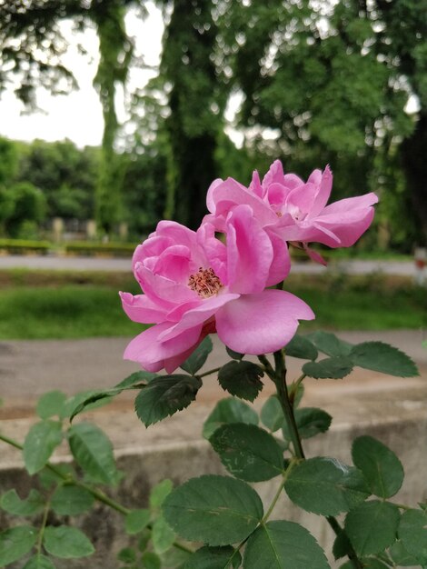 Foto primer plano de una flor rosada floreciendo en el parque