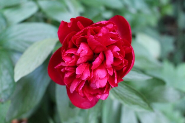 Foto primer plano de una flor rosada floreciendo en el parque