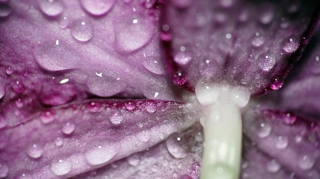 Primer plano de una flor rosada húmeda