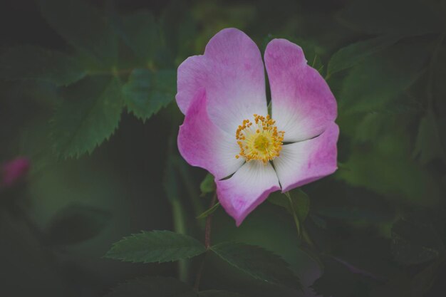 Foto primer plano de una flor rosada que florece al aire libre