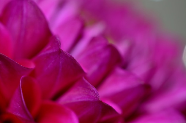 Foto primer plano de una flor rosada que florece al aire libre