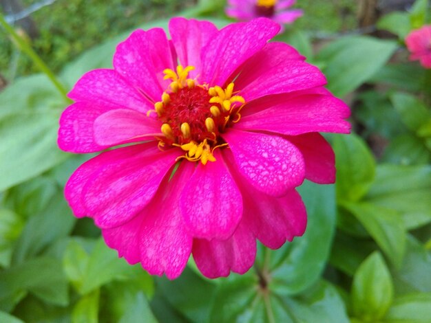 Foto primer plano de una flor rosada que florece al aire libre