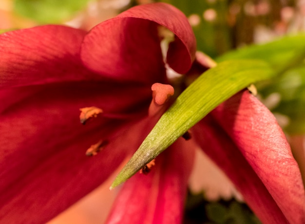Primer plano de una flor rosada que florece al aire libre