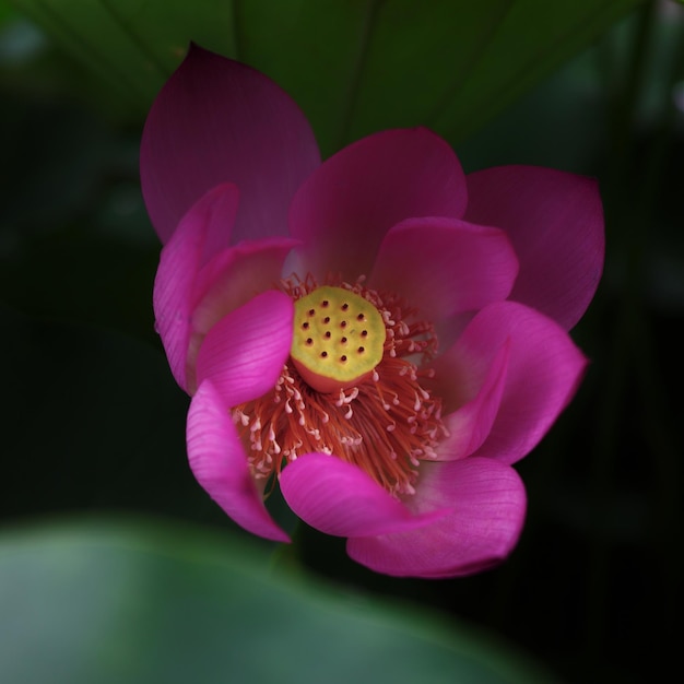 Primer plano de una flor rosada que florece al aire libre