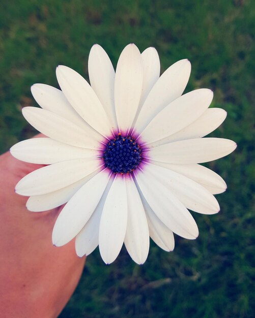 Foto primer plano de una flor rosada que florece al aire libre