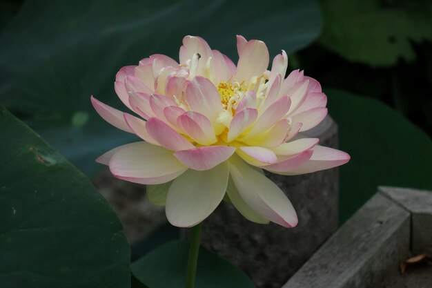 Primer plano de una flor rosada que florece al aire libre