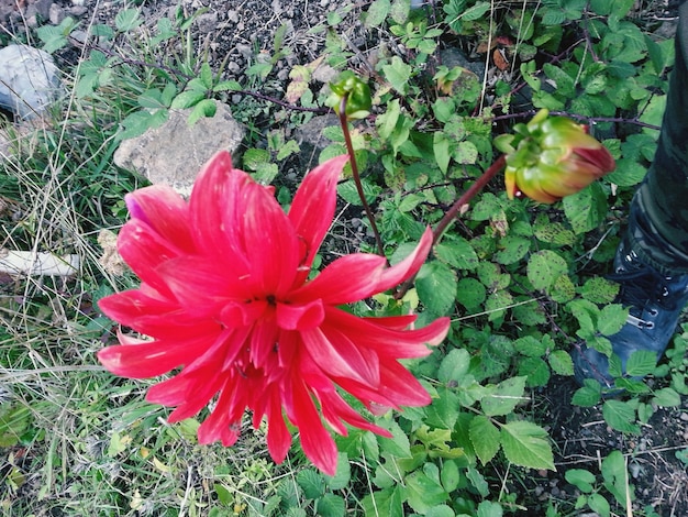 Primer plano de una flor rosada que florece al aire libre