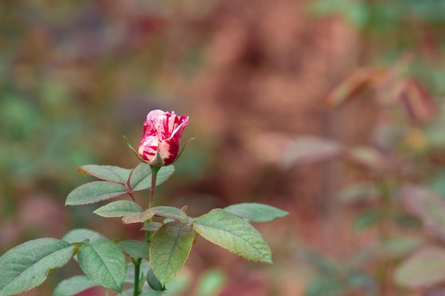 Foto primer plano de una flor rosada que florece al aire libre