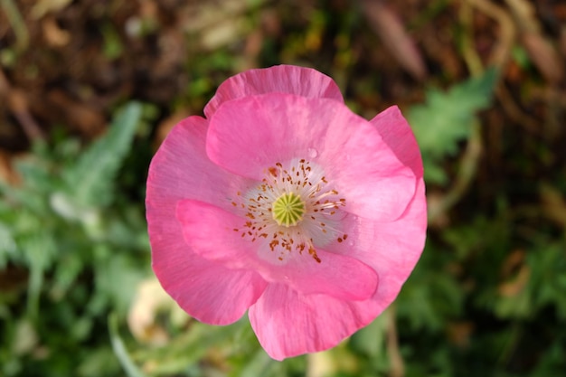 Foto primer plano de una flor rosada que florece al aire libre