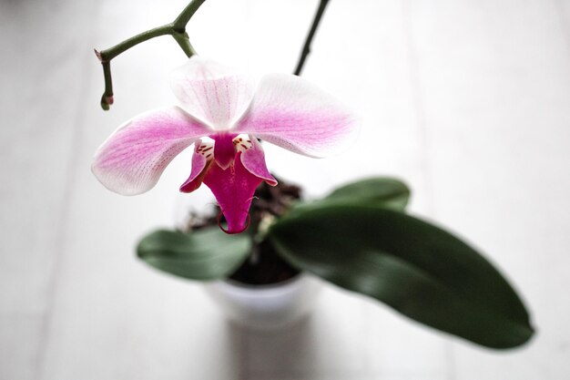 Foto primer plano de una flor rosada