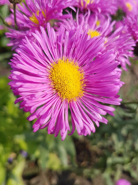 Foto primer plano de la flor rosada