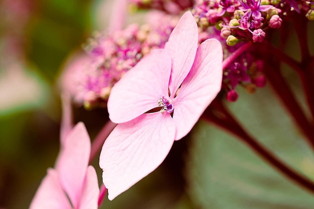 Foto primer plano de una flor rosada