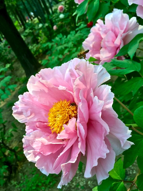 Foto primer plano de una flor rosada