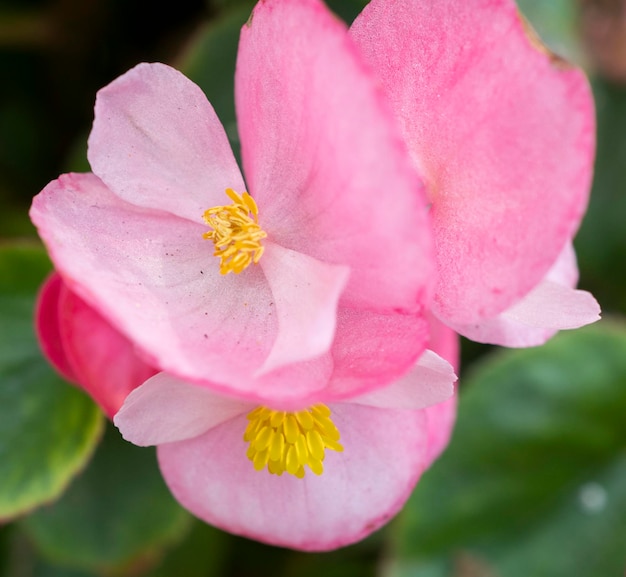 Foto primer plano de una flor rosada