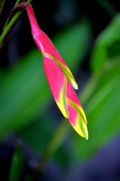 Foto primer plano de una flor rosada