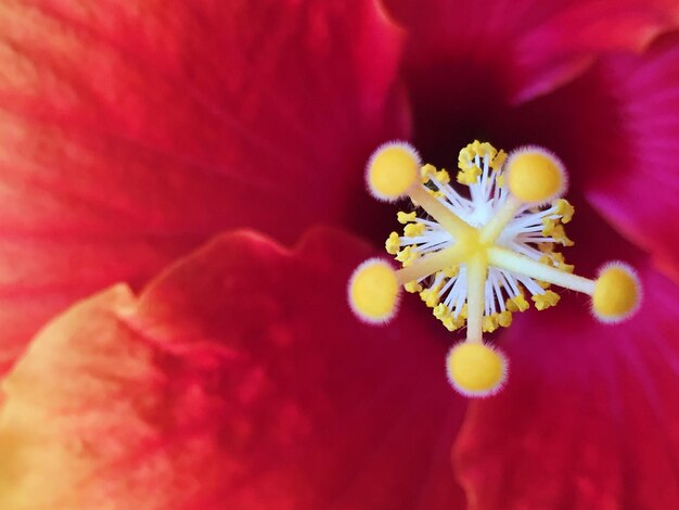 Foto primer plano de una flor rosada