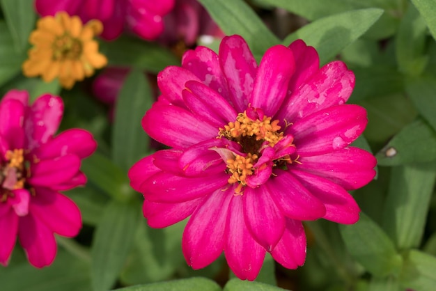 Foto primer plano de una flor rosada