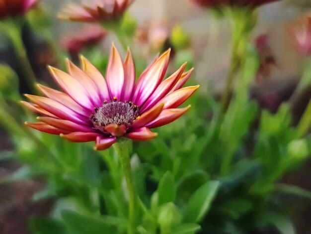 Foto primer plano de una flor rosada