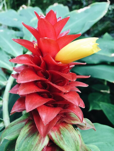 Primer plano de una flor rosada