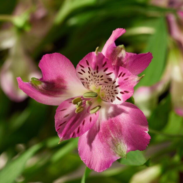 Foto primer plano de la flor rosada