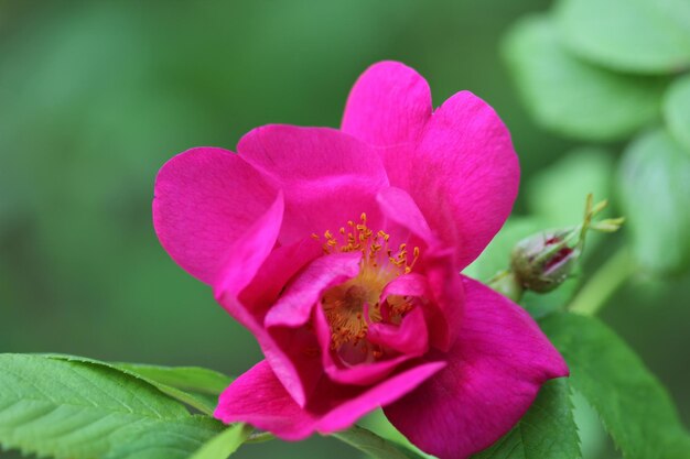 Foto primer plano de una flor rosada