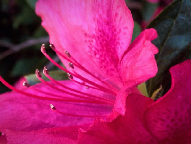 Foto primer plano de la flor rosada