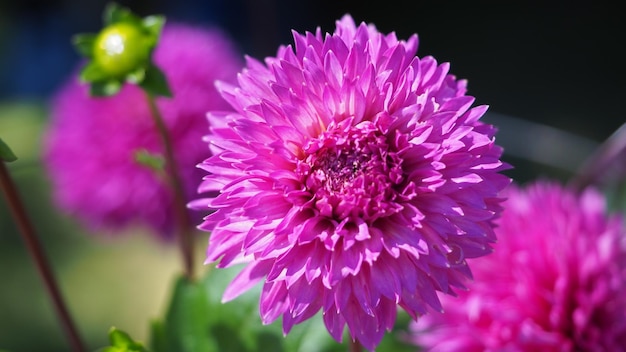 Foto primer plano de una flor rosada