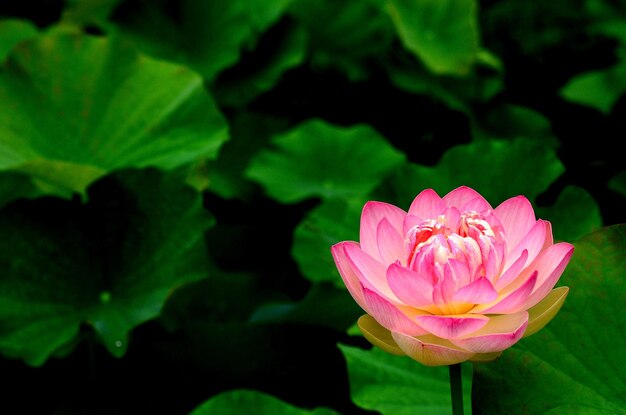 Primer plano de una flor rosada