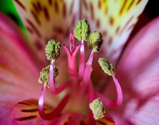 Foto primer plano de una flor rosada