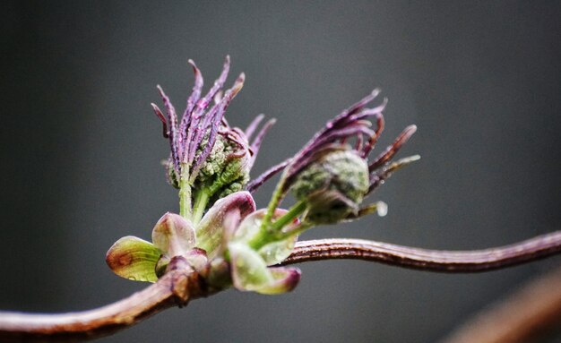 Foto primer plano de una flor rosada