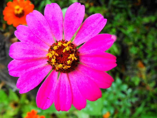 Primer plano de una flor rosada