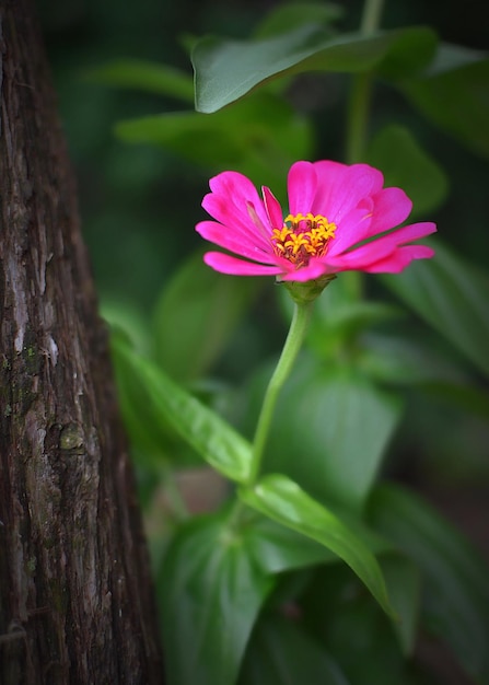 Foto primer plano de una flor rosada