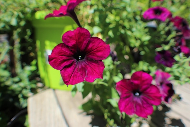 Foto primer plano de una flor rosada