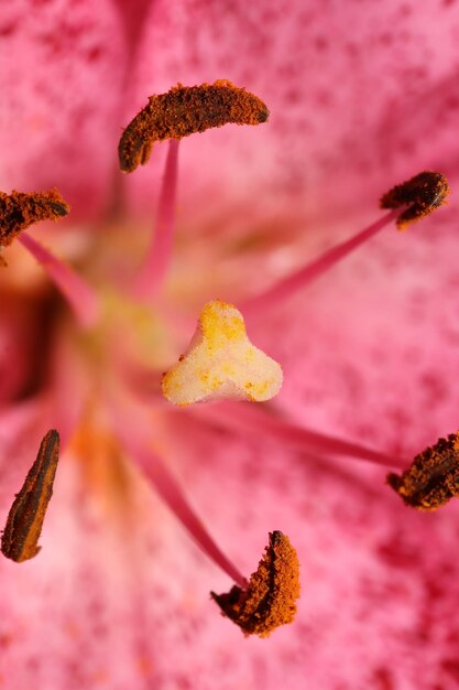 Foto primer plano de una flor rosada