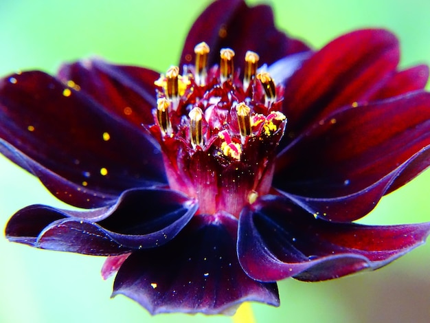 Foto primer plano de la flor rosada