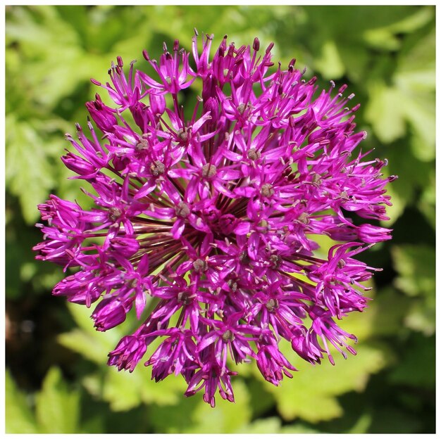 Foto primer plano de una flor rosada