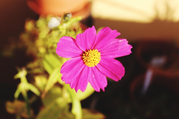 Foto primer plano de una flor rosada