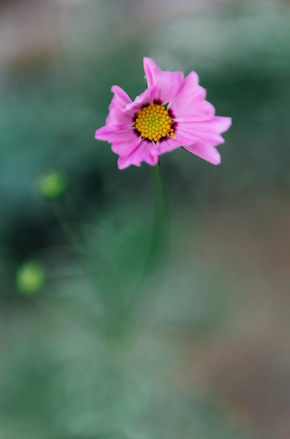 Foto primer plano de una flor rosada