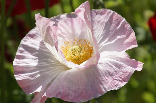 Foto primer plano de una flor rosada