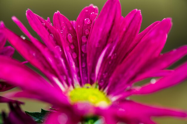 Foto primer plano de una flor rosada